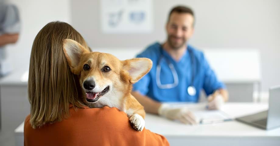 5 to 15mm Kibble Optimized Tuya APP Remote Control Smart Pet Feeder